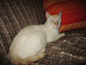 Taco (Fotos do Antes e Depois)