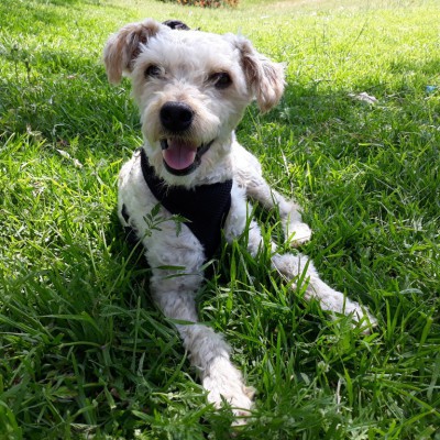 Goji (Fotos do Antes e Depois)